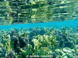This was my first time using an underwater camera and I c... by Danielle Hancock 
